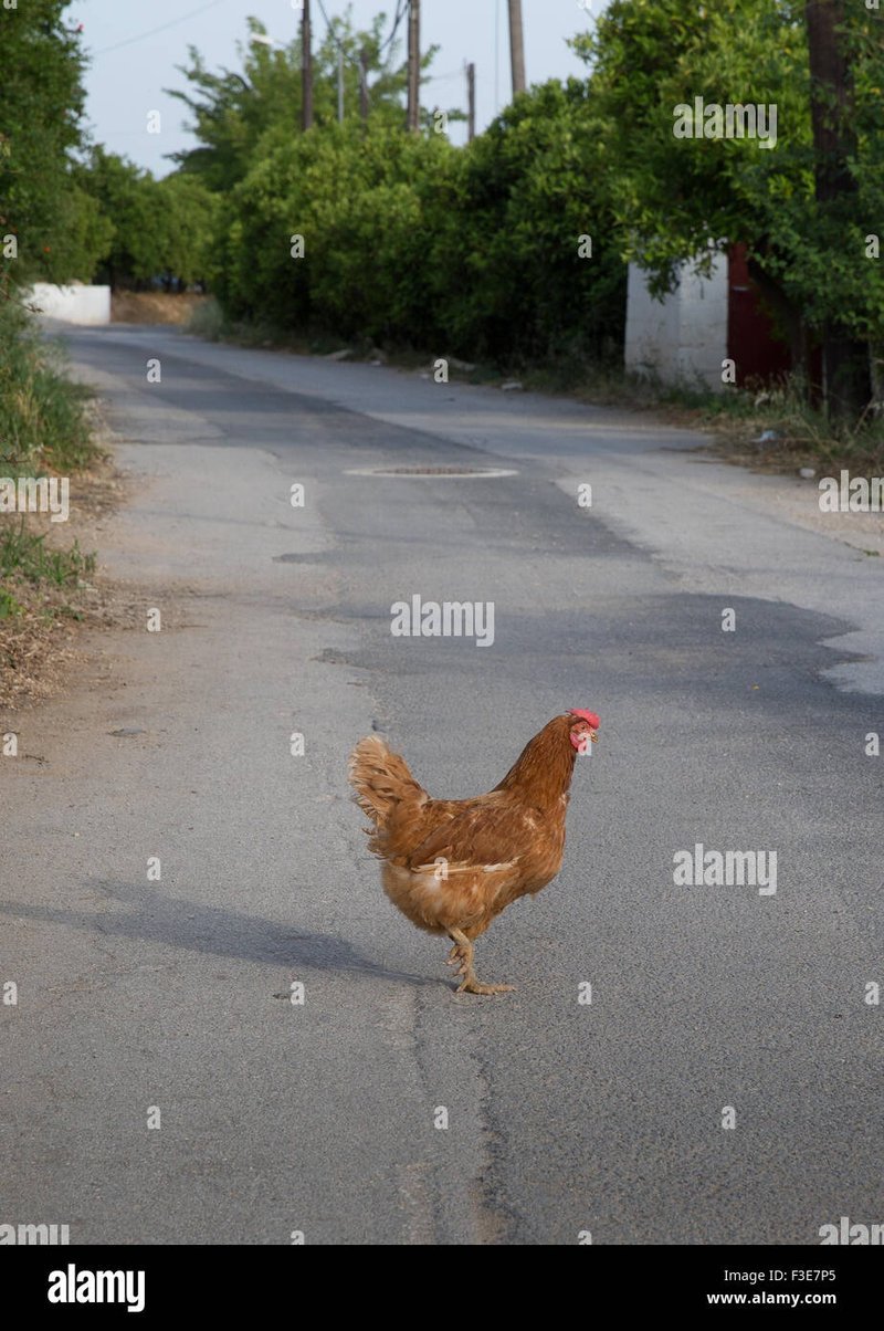 Meer informatie over het geweldige Chicken Road gokspel in Nederland - overview