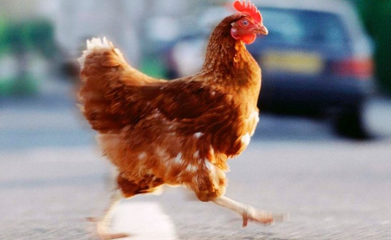 Chicken road online in Spain